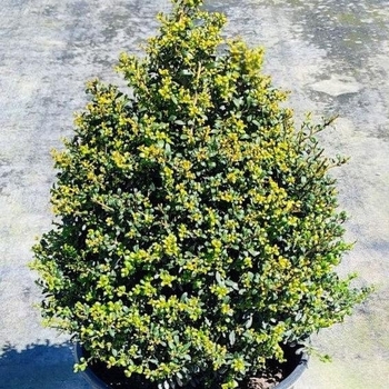 Ilex crenata 'Beehive' 