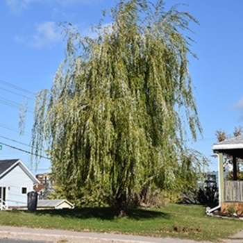 Salix pentaphyllum 'Prairie Cascade' 