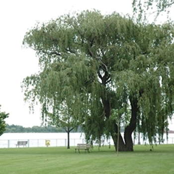 Salix alba 'Niobe' 