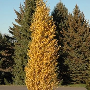 Betula platyphylla 'Dakota Pinnacle®' Fargo PP10963