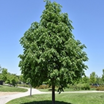 Tilia cordata 'Greenspire' 