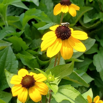 Rudbeckia triloba 'Blackjack Gold' 