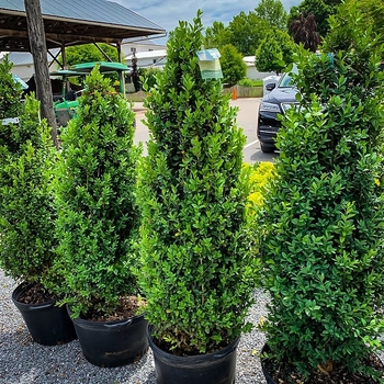 Buxus sempervirens 'Dee Runk' 