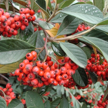 Cotoneaster lacteus parneyi 'Red Clusterberry' 