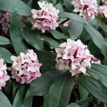 Daphne 'DapJur01' PP27662