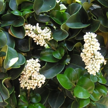 Ligustrum japonicum 'Coriaceum' 