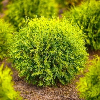 Thuja occidentalis 'Anna van Vloten' PP25868