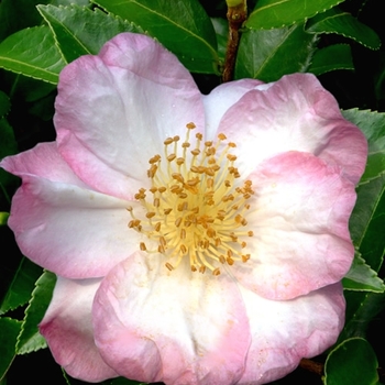 Camellia sasanqua 'Apple Blossom' 