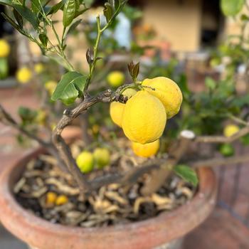 Citrus limon 'Meyer Improved' 