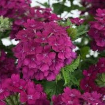 Verbena 'Compact Bordeaux' 