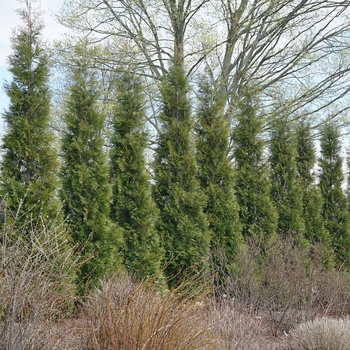 Thuja occidentalis 'American Pillar' PP20209