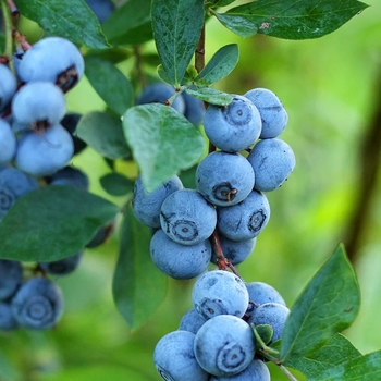 Vaccinium ashei 'Premier' 