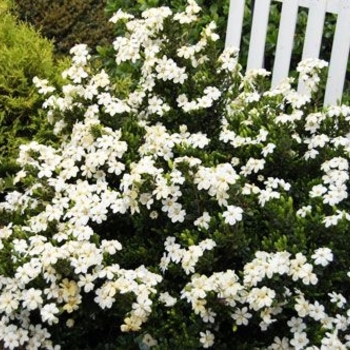 Gardenia jasminoides 'MAGDA 1' MAGDA 1