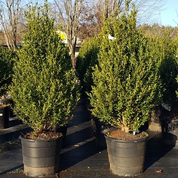 Ilex 'RutHol4' PPAF