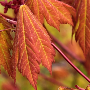 Acer japonicum 'Emmett's Pumpkin' 