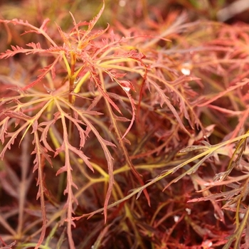 Acer palmatum var. dissectum 'English Lace' 