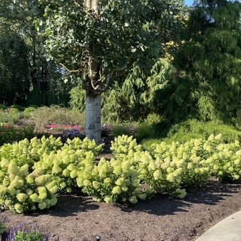 Hydrangea paniculata 'Dragon Baby™' 