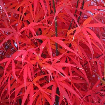 Acer palmatum f. linearilobum 'Hubb's Red Willow' 