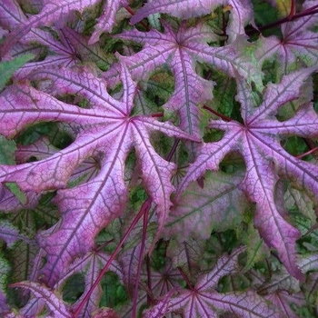 Acer palmatum 'Jubilee' 