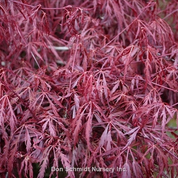 Acer palmatum var. dissectum 'Lionheart' 