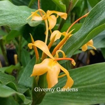 Hedychium 'Molton Gold' 