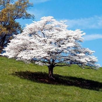 Cornus florida 'Appalachian Snow' 