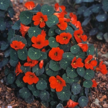 Tropaeolum majus 'Empress of India' 