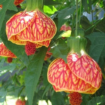 Abutilon 'Tiger Eye' 