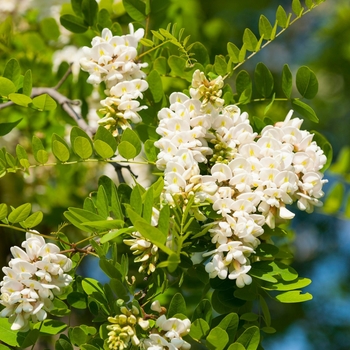 Robinia pseudoacacia 'Purple robe' 