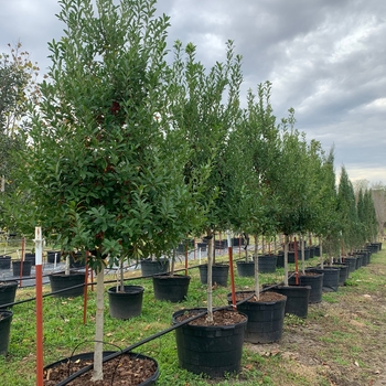 Ilex x attenuata 'Eagleston' 