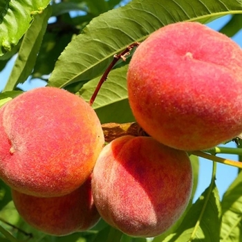 Prunus persica 'Florida King' 