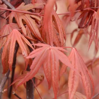 Acer palmatum 'Emperor 1®'