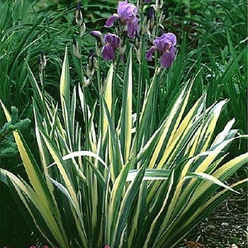 Iris pallida 'Albo variegata' 