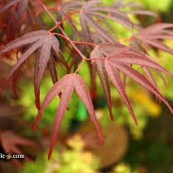 Acer palmatum 'Pung Kil' 