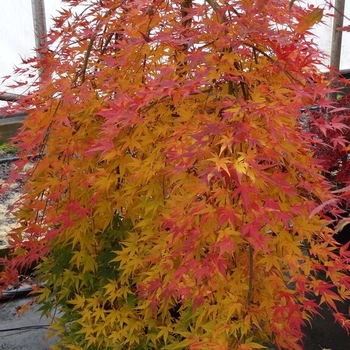 Acer palmatum 'Ryusen' PP18501