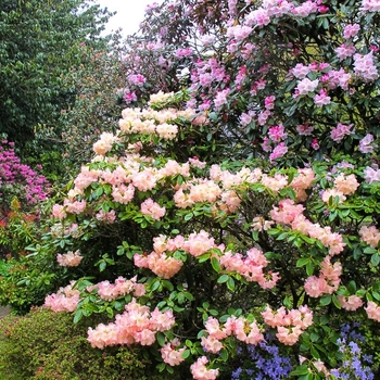 Rhododendron Kurume hybrid 'Kirin' 