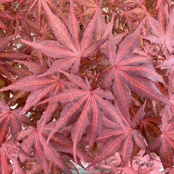 Acer palmatum 'Waveleaf' 