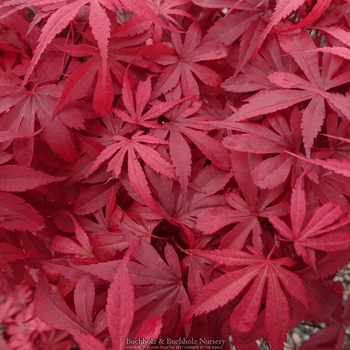 Acer palmatum 'Winter's Columnar Red' 