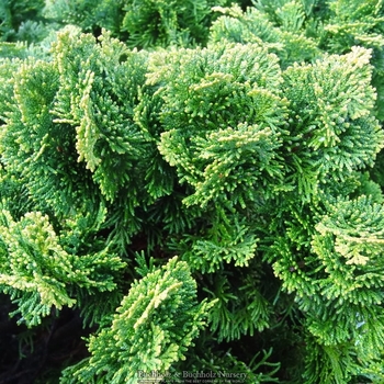 Chamaecyparis obtusa 'Nana Gracilis' 