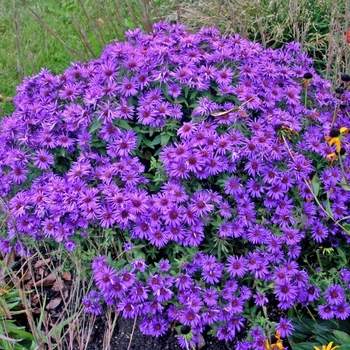 Aster novae-angliae 'Purple Dome' 