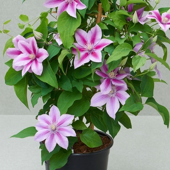 Clematis 'Evipo 113' 