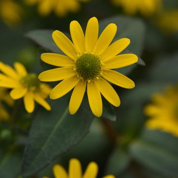 Sanvitalia procumbens Tsavo™ 'Basket Yellow' (278036)