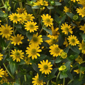 Sanvitalia procumbens 'Basket Yellow' 