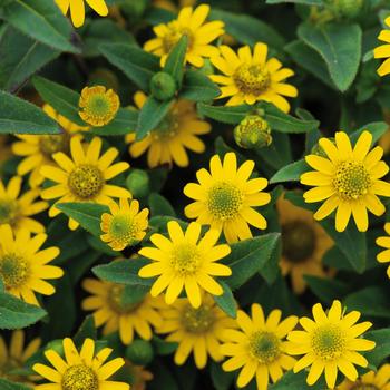 Sanvitalia procumbens 'Yellow Ice' 