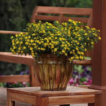 Sanvitalia procumbens Tsavo™ 'Yellow Ice' (278040)