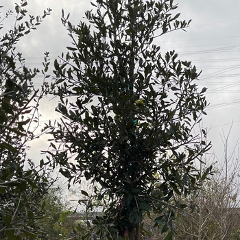 Quercus virginiana 'Empire' 