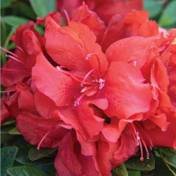 Rhododendron 'RLH2-2PA1S' 