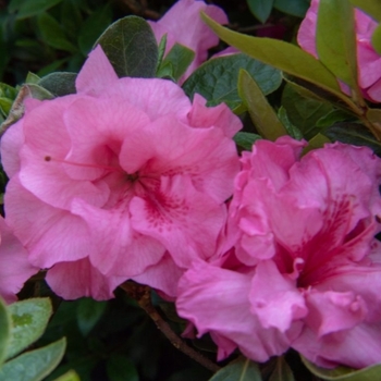 Rhododendron 'RLH2-3P8-2' 