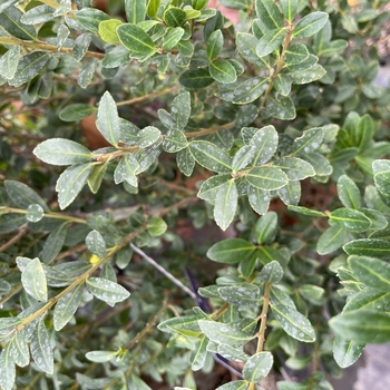 Ilex crenata 'WAH-EA' PPAF