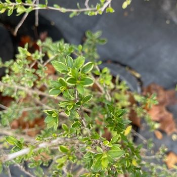 Serissa foetida 'Variegata' 